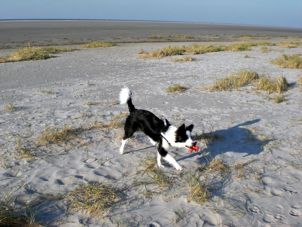St. PeterOrding Ferienwohnung Urlaub mit Hund