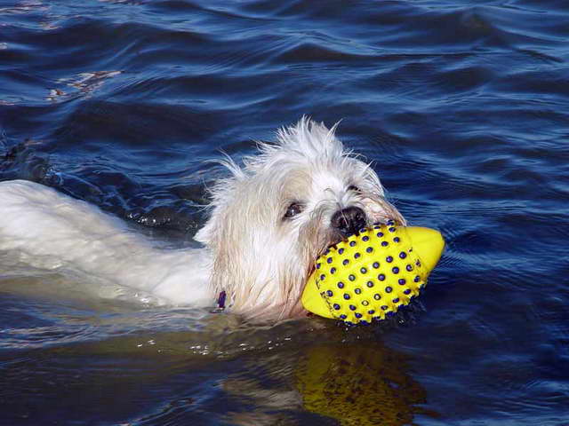 Urlaub mit Hund in St. Peter-Ording - Unser Westie Apollo in der Nordsee